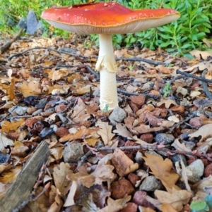 Amanita muscaria at Hughes, ACT - 16 May 2022