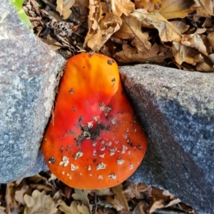 Amanita muscaria at Hughes, ACT - 16 May 2022