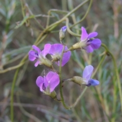 Glycine clandestina (Twining glycine) at Paddys River, ACT - 23 Jan 2022 by michaelb