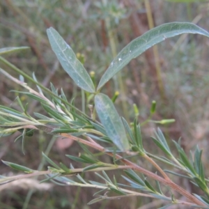 Glycine clandestina at Paddys River, ACT - 23 Jan 2022