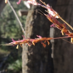 Sorghum leiocladum (Wild Sorghum) at Tidbinbilla Nature Reserve - 23 Jan 2022 by MichaelBedingfield