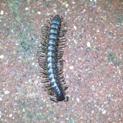 Dalodesmidae (family) (Dalodesmid flat-backed millipede) at Yass River, NSW - 28 Apr 2022 by JonLewis