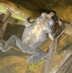 Uperoleia laevigata (Smooth Toadlet) at Denman Prospect 2 Estate Deferred Area (Block 12) - 14 May 2022 by AJB