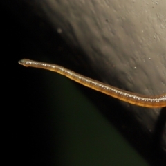 Hirudinea sp. (Class) (Unidentified Leech) at Acton, ACT - 13 May 2022 by TimL