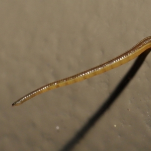 Hirudinea sp. (Class) at Acton, ACT - 13 May 2022 11:37 AM