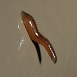 Hirudinidae sp. (family) at Acton, ACT - 13 May 2022