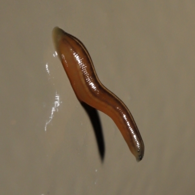 Hirudinidae sp. (family) (A Striped Leech) at Acton, ACT - 13 May 2022 by TimL