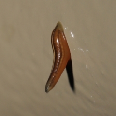 Hirudinidae sp. (family) at Acton, ACT - 13 May 2022