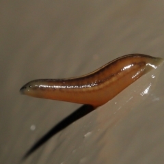 Hirudinidae sp. (family) at Acton, ACT - 13 May 2022