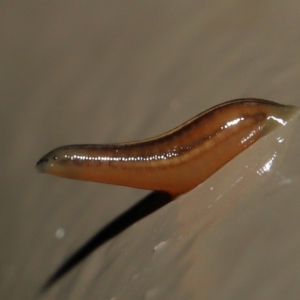 Hirudinidae sp. (family) at Acton, ACT - 13 May 2022