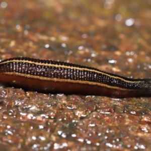 Hirudinidae sp. (family) at Acton, ACT - 13 May 2022