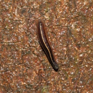 Hirudinidae sp. (family) at Acton, ACT - 13 May 2022