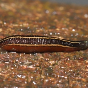 Hirudinidae sp. (family) at Acton, ACT - 13 May 2022