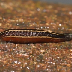 Hirudinidae sp. (family) at Acton, ACT - 13 May 2022