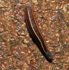 Hirudinidae sp. (family) at Acton, ACT - 13 May 2022