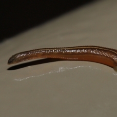 Hirudinea sp. (Class) (Unidentified Leech) at Acton, ACT - 13 May 2022 by TimL