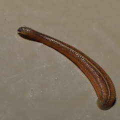 Hirudinea sp. (Class) at Acton, ACT - 13 May 2022