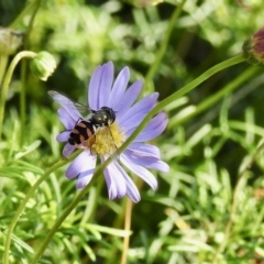 Melangyna viridiceps (Hover fly) at Wingecarribee Local Government Area - 16 May 2022 by GlossyGal