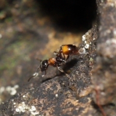 Chelaner kiliani (Kilian's ant) at Acton, ACT - 13 May 2022 by TimL
