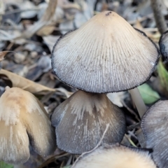 Coprinellus etc. (An Inkcap) at Sullivans Creek, Lyneham South - 16 May 2022 by trevorpreston