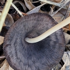 Coprinellus etc. at Lyneham, ACT - 16 May 2022