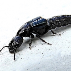 Staphylinidae (family) at Crooked Corner, NSW - 14 May 2022 12:37 PM