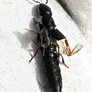 Staphylinidae (family) at Crooked Corner, NSW - 14 May 2022