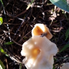 Unidentified Fungus at Red Hill Nature Reserve - 16 May 2022 by SRoss