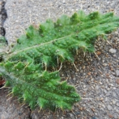 Cirsium vulgare (Spear Thistle) at Jerrabomberra, NSW - 16 May 2022 by Tmac