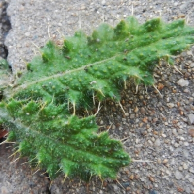 Cirsium vulgare (Spear Thistle) at Mount Jerrabomberra - 16 May 2022 by TmacPictures