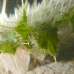 Cirsium vulgare at Jerrabomberra, NSW - 16 May 2022