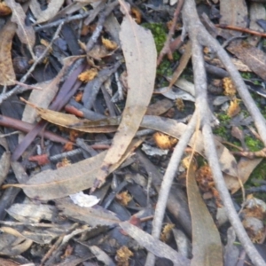 Callocephalon fimbriatum at Gosse, SA - suppressed