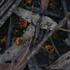 Callocephalon fimbriatum at Gosse, SA - suppressed