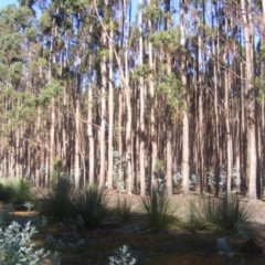 Callocephalon fimbriatum at Gosse, SA - suppressed