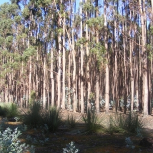 Callocephalon fimbriatum at Gosse, SA - suppressed