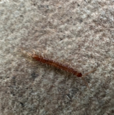 Lithobiomorpha (order) (Unidentified stone centipede) at Murrumbateman, NSW - 16 May 2022 by SimoneC