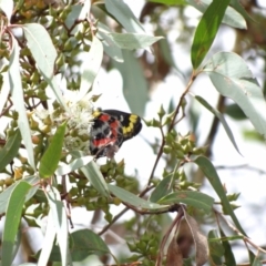 Delias harpalyce (Imperial Jezebel) at Fyshwick, ACT - 9 Mar 2022 by Miranda