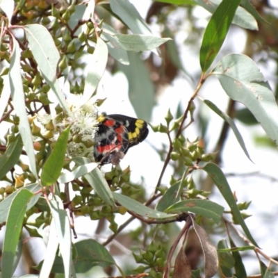 Delias harpalyce (Imperial Jezebel) at Fyshwick, ACT - 9 Mar 2022 by Miranda