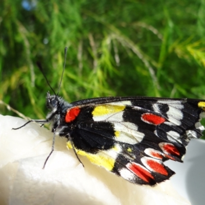 Delias aganippe (Spotted Jezebel) at Holder, ACT - 22 Mar 2022 by Miranda