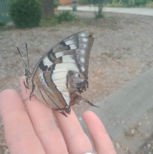 Charaxes sempronius at Holder, ACT - 21 Apr 2022