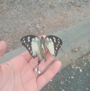 Charaxes sempronius at Holder, ACT - 21 Apr 2022 07:54 AM