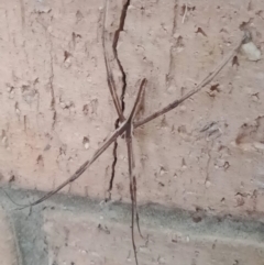 Deinopis subrufa (Rufous net casting spider) at Holder, ACT - 27 Apr 2022 by Miranda