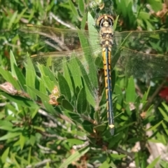 Hemicordulia tau (Tau Emerald) at Holder, ACT - 19 Mar 2022 by Miranda