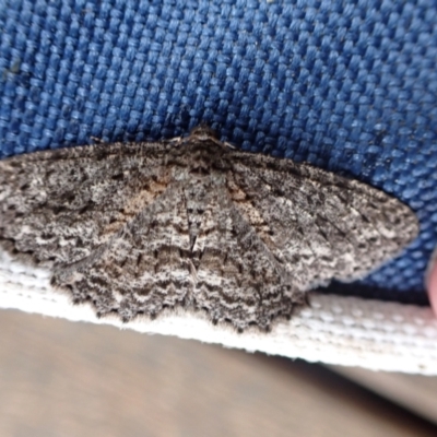 Ectropis fractaria (Ringed Bark Moth) at Murrumbateman, NSW - 12 May 2022 by SimoneC