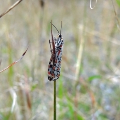 Utetheisa (genus) (A tiger moth) at Molonglo Valley, ACT - 5 Apr 2022 by Miranda