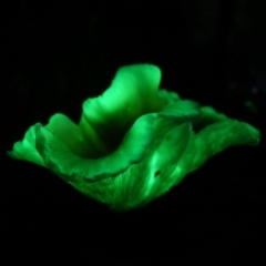 Omphalotus nidiformis (Ghost Fungus) at Jerrawangala National Park - 13 May 2022 by RobG1