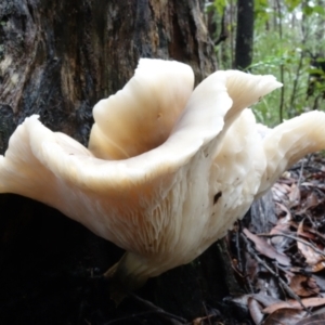 Omphalotus nidiformis at Jerrawangala National Park - 13 May 2022