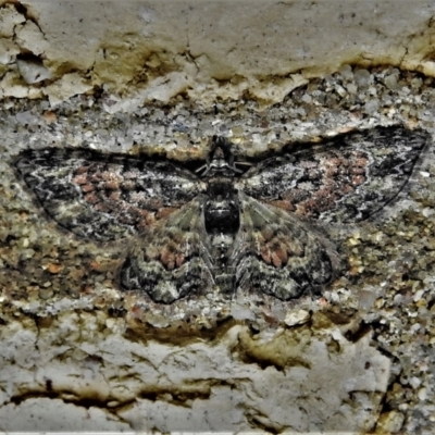 Chloroclystis catastreptes (Green and Brown Carpet) at Wanniassa, ACT - 13 May 2022 by JohnBundock