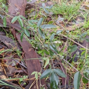 Passiflora cinnabarina at Watson, ACT - 13 May 2022