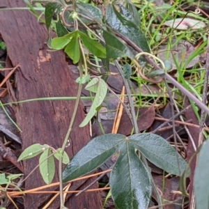 Passiflora cinnabarina at Watson, ACT - 13 May 2022